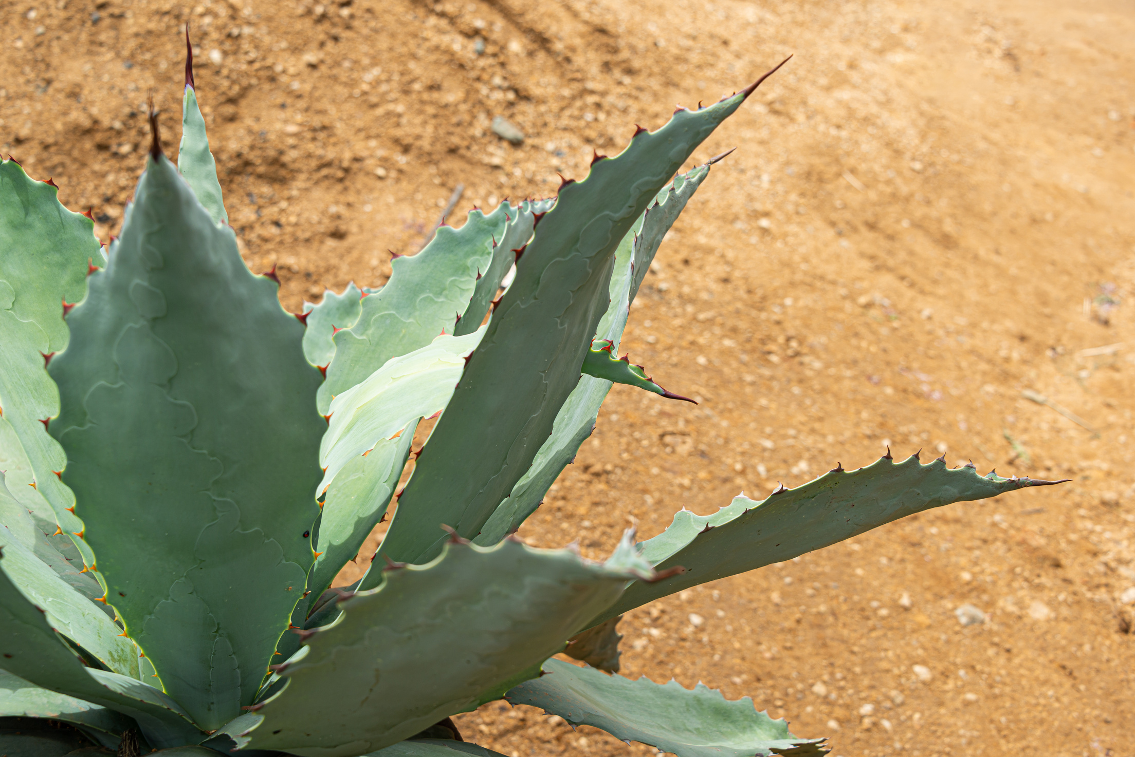 Agave Potatorum plant, base of the mexican mezcal